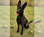 Small #2 Holland Shepherd Mix