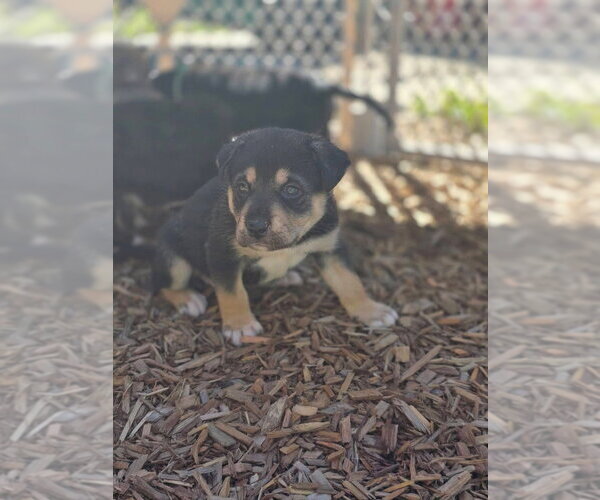 Medium Photo #4 Siberian Husky-Unknown Mix Puppy For Sale in Bellingham, WA, USA
