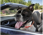 Small #5 American Staffordshire Terrier-Bulldog Mix