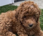 Puppy 3 Goldendoodle (Miniature)