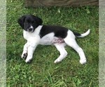 Small Photo #4 STABYHOUN Puppy For Sale in CASSADAGA, NY, USA