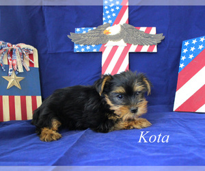 Yorkshire Terrier Puppy for Sale in CHANUTE, Kansas USA