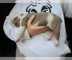 Small Photo #1 Olde English Bulldogge Puppy For Sale in GREENCASTLE, PA, USA