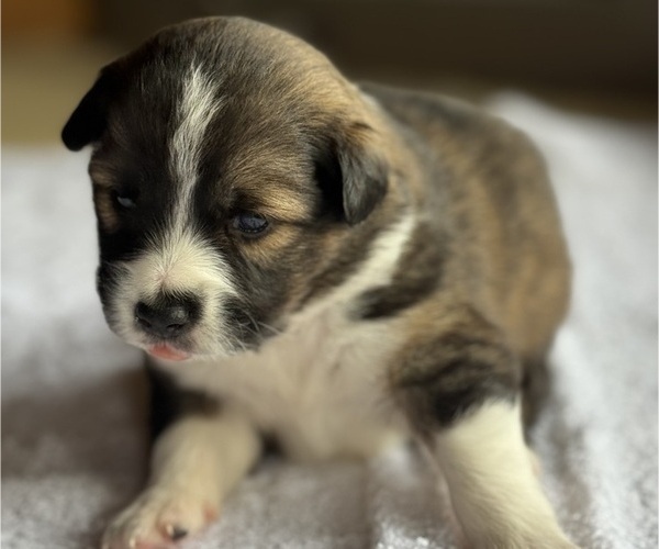 Medium Photo #49 Australian Shepherd-Miniature Australian Shepherd Mix Puppy For Sale in PETERSBURG, IL, USA