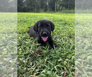 Labrador Retriever Puppy for sale in AMHERST, VA, USA