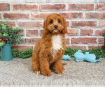 Small #7 Cavapoo (Miniature)