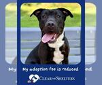 Small #2 Staffordshire Bull Terrier Mix