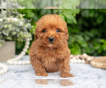 Puppy Percy Goldendoodle (Miniature)
