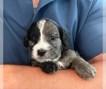 Small Photo #4 Bernedoodle (Miniature) Puppy For Sale in ALBION, NJ, USA