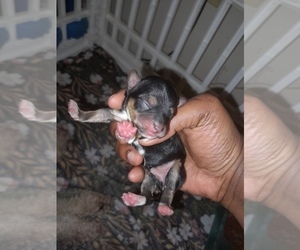 Poodle (Toy)-Yorkshire Terrier Mix Puppy for sale in SHELBY, NC, USA
