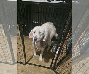 Great Pyrenees Dogs for adoption in Houston, TX, USA
