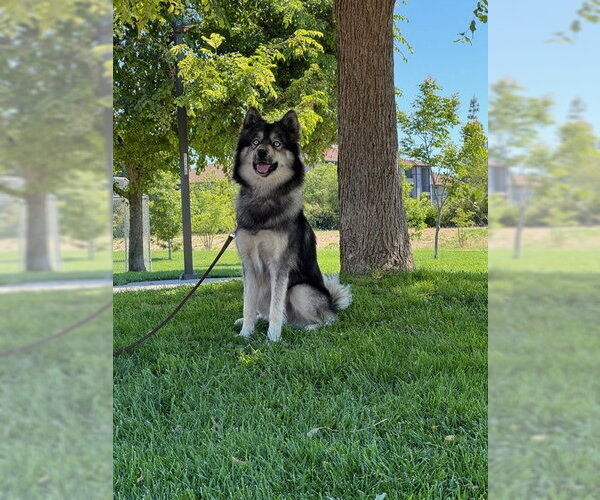 Medium Photo #4 Siberian Husky-Unknown Mix Puppy For Sale in Davis, CA, USA