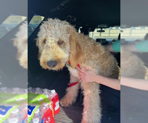 Medium Photo #2 Goldendoodle (Miniature) Puppy For Sale in Rockwall, TX, USA