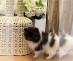 Small #2 Pomeranian