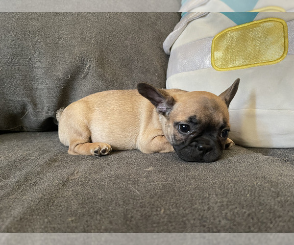 Medium Photo #3 French Bulldog Puppy For Sale in BEAUMONT, CA, USA
