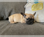 Small #2 French Bulldog