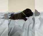 Small #7 Cane Corso