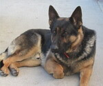Small Photo #1 German Shepherd Dog Puppy For Sale in COLUMBUS, NE, USA