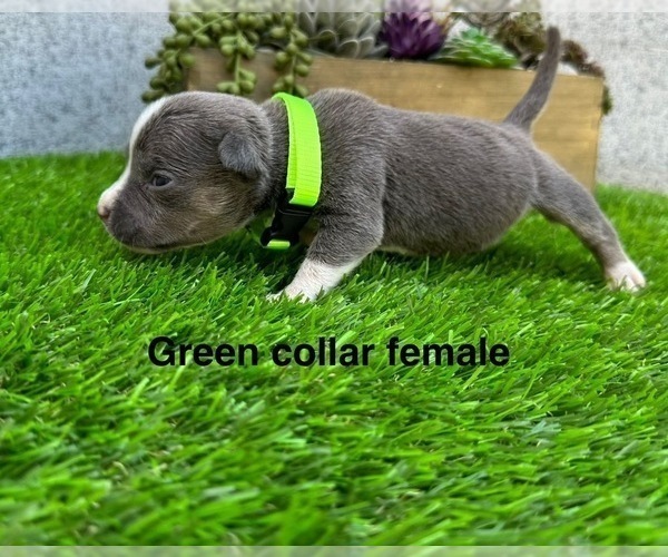 Medium Photo #5 American Bully Puppy For Sale in BAKERSFIELD, CA, USA