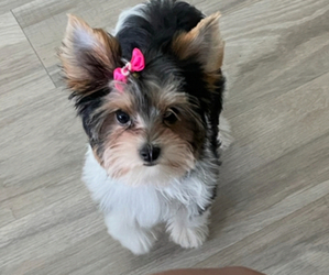 Yorkshire Terrier Puppy for sale in MIAMI, FL, USA