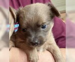 Small #1 Chihuahua Mix
