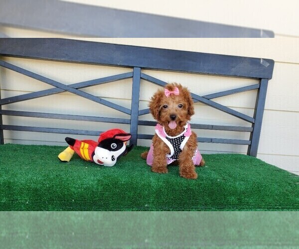 Medium Photo #1 Maltipoo Puppy For Sale in SANTA CLARITA, CA, USA