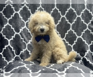 Goldendoodle (Miniature) Puppy for sale in LAKELAND, FL, USA