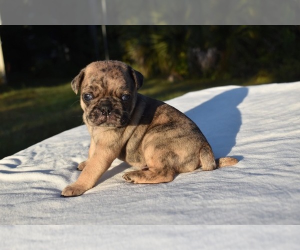 Medium Photo #2 Pug Puppy For Sale in PALM COAST, FL, USA