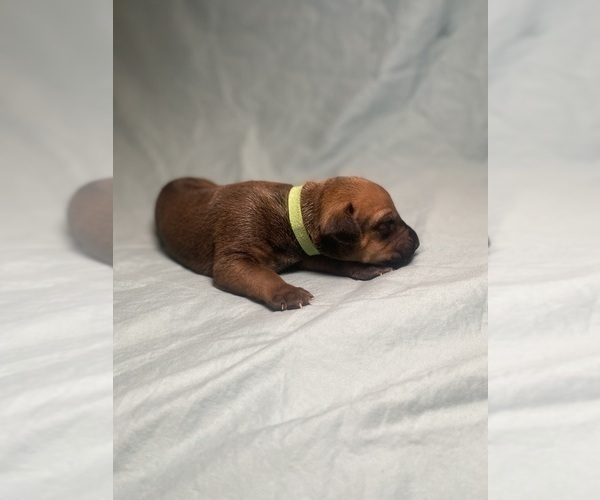 Medium Photo #5 Rhodesian Ridgeback Puppy For Sale in KELLER, TX, USA