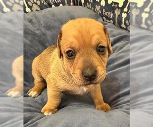 Chiweenie Dogs for adoption in Los Angeles, CA, USA