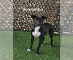 Small #2 Labrador Retriever Mix