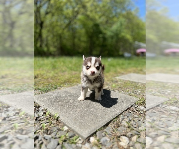 Medium Photo #41 Pomsky Puppy For Sale in DRACUT, MA, USA