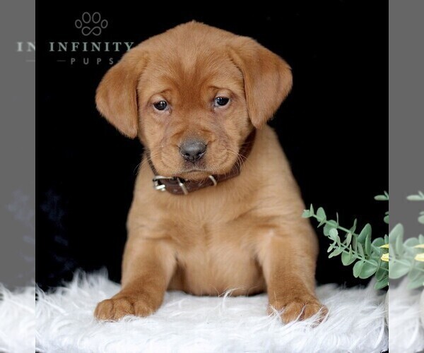 Medium Photo #3 Labrador Retriever Puppy For Sale in GAP, PA, USA