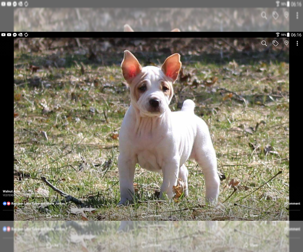 Medium Photo #1 Rat Terrier Puppy For Sale in FAIRPORT, NY, USA