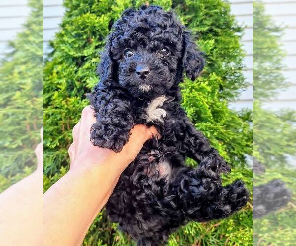 Medium Photo #2 Goldendoodle (Miniature) Puppy For Sale in ASTORIA, OR, USA