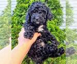 Small #1 Goldendoodle (Miniature)
