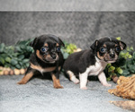 Image preview for Ad Listing. Nickname: Litter of 2