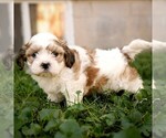 Small #2 Zuchon