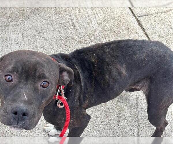 Medium Photo #1 American Staffordshire Terrier-Unknown Mix Puppy For Sale in Grand Prairie, TX, USA