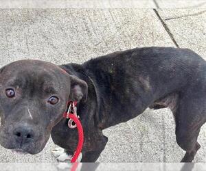 American Staffordshire Terrier-Unknown Mix Dogs for adoption in Grand Prairie, TX, USA