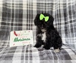 Small #7 YorkiePoo