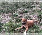 Small #6 Black Mouth Cur Mix
