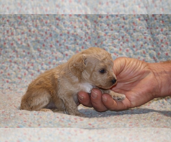 Medium Photo #4 Poodle (Toy) Puppy For Sale in DYERSBURG, TN, USA