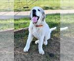 Small Photo #3 Great Pyrenees Puppy For Sale in FLOYD, VA, USA