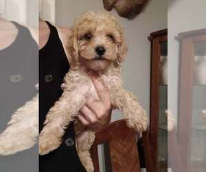 Cavapoo Puppy for Sale in SPARTA, Tennessee USA