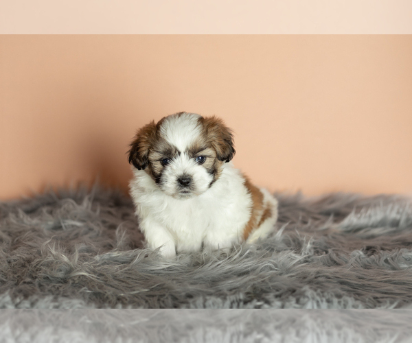 Medium Photo #10 Zuchon Puppy For Sale in WOLCOTTVILLE, IN, USA