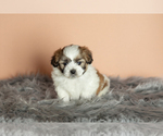 Small Photo #10 Zuchon Puppy For Sale in WOLCOTTVILLE, IN, USA