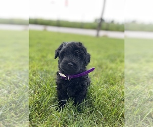 YorkiePoo Puppy for sale in FORT WAYNE, IN, USA