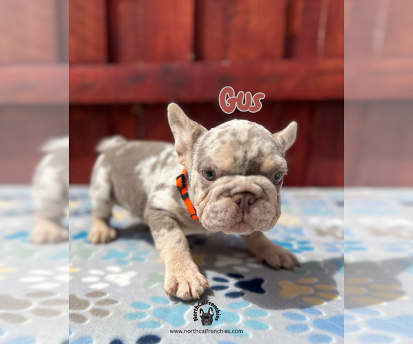 Medium Photo #7 French Bulldog Puppy For Sale in SACRAMENTO, CA, USA