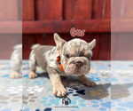 Small #6 French Bulldog